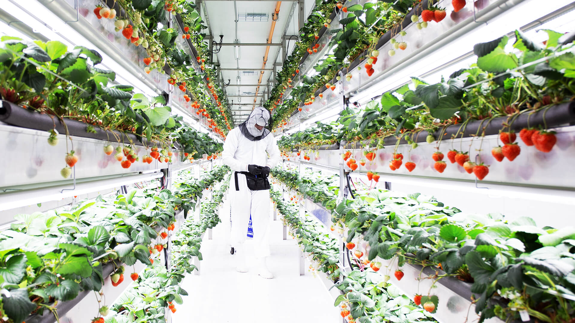 Panoramic view down the isle of the world's largest indoor vertical strawberry farm. A farmer stand in the middle harvesting Omakase Berries.